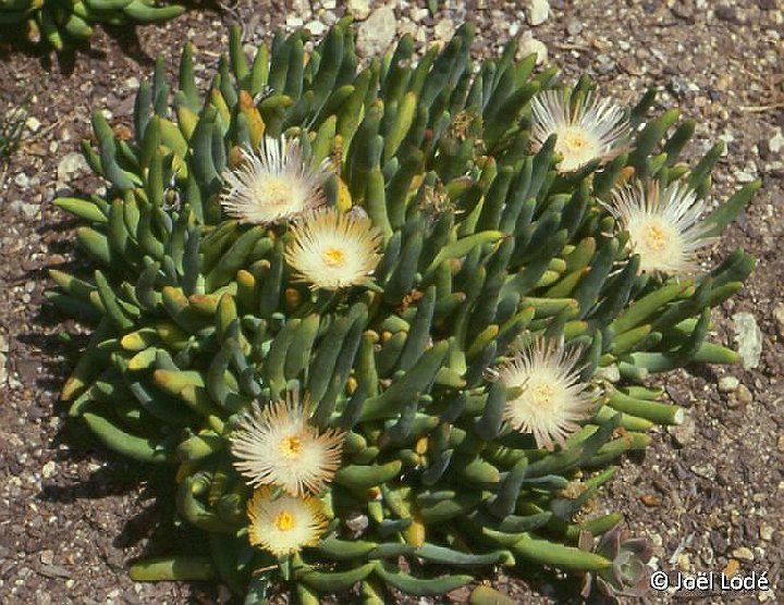 Cylindrophyllum tugwelliae ©JL